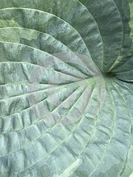 Varigateted Hosta plant in a UK Garden