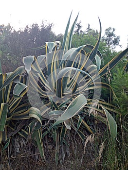 A variegated agave growing up in an anarchic way photo