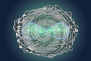 Variola virus illustration