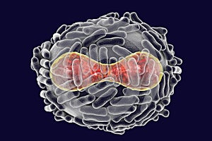 Variola virus illustration