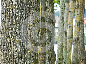 varios troncos de ÃÂ¡rvores perspectiva com o primeiro focado photo