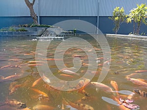 Varios types of koi fish in the pond photo