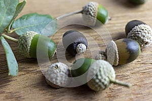 Various acorns on a cedr plank as a background decoration for the holiday