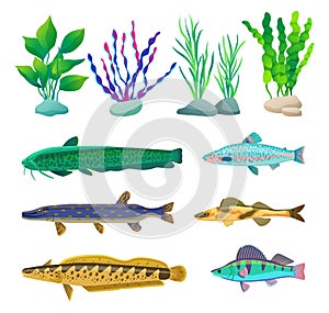 Various Algae and Marine Creatures Illustration