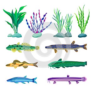 Various Algae and Marine Creatures Illustration