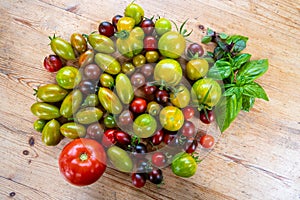 Various ancien tomatoes species harvest