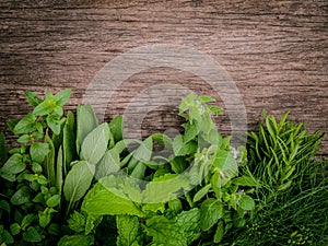 Various aromatic herbs and spices from garden green mint ,fenne