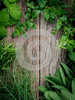 Various aromatic herbs and spices from garden green mint ,fenne