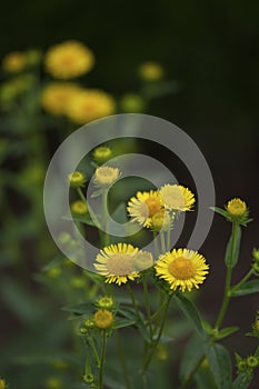 Various autumn flowers