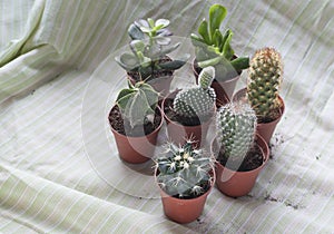 Various baby cactus and small plants on pots