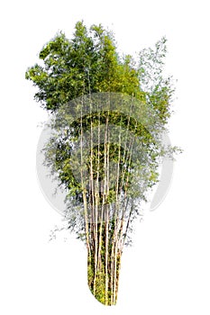 Various bamboo trees with naturalcolors
