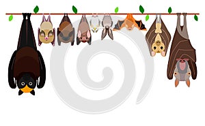 Various bats hanging upside down in a row