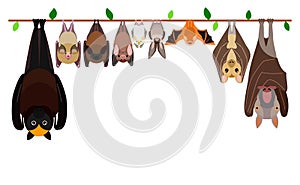 Various bats hanging upside down in a row photo
