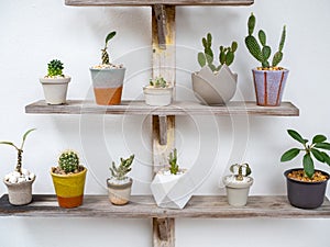 Various beautiful handmade ceramic pots with many green cactus and succulent plants decoration on wooden shelf.