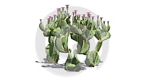 Various Beavertail cactus plants with beautiful pink blossoms