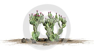 Various Beavertail cactus plants with beautiful pink blossoms