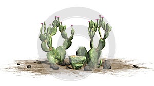 Various Beavertail cactus plants with beautiful pink blossoms