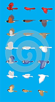 Various Bird Flying Sequence Cute Cartoon Vector Illustration Set 3