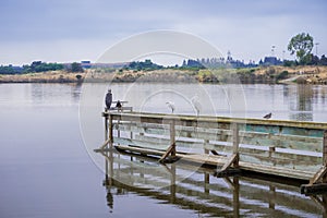 Various bird species resting on a wooden ledge in Shoreline Park, Mountain View, California