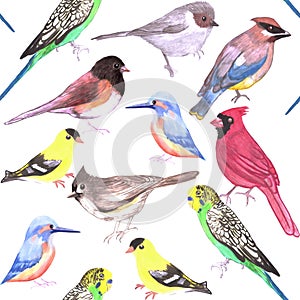 Various birds seamless watercolor background- budgie cardinal goldfinch titmouse kingfisher cedar waxwing juncos photo