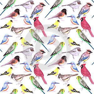 Various birds seamless watercolor background- budgie cardinal goldfinch titmouse kingfisher cedar waxwing juncos on white
