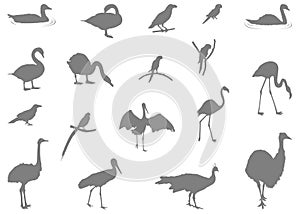 Various birds silhouette - group of endothermic vertebrates, characterised by feathers, toothless beaked jaws, the laying of hard-