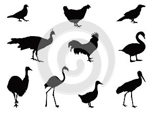 Various birds silhouette - group of endothermic vertebrates, characterised by feathers, toothless beaked jaws, the laying of hard-