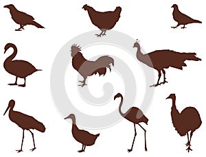 Various birds silhouette - group of endothermic vertebrates, characterised by feathers, toothless beaked jaws, the laying of hard-