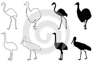 Various birds silhouette - group of endothermic vertebrates, characterised by feathers, toothless beaked jaws, the laying of hard- photo