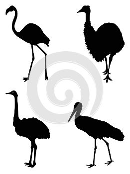 Various birds silhouette - group of endothermic vertebrates, characterised by feathers, toothless beaked jaws, the laying of hard-
