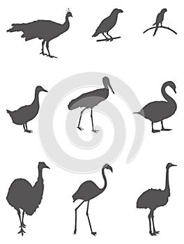 Various birds silhouette - group of endothermic vertebrates, characterised by feathers, toothless beaked jaws, the laying of hard-