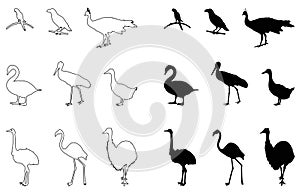 Various birds silhouette - group of endothermic vertebrates, characterised by feathers, toothless beaked jaws, the laying of hard-