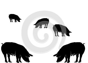 Various pigs eating vector photo