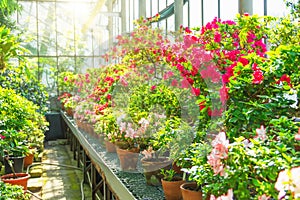 Various blooming rhododendrons in pots in a greenhouse of subtropical latitudes, illuminated by the sun