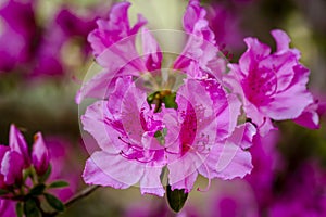 Various Blooming Trees at Rhododendron Farm