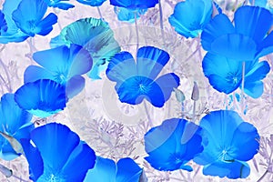 Various Blue Flowers Head, Top View, Close Up On White Background