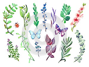 Various branches with leaves set, peach pink flowers,  butterflies and ladybug, isolated hand painted watercolor illustration,