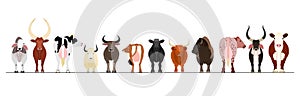 Various breeds of cattle border