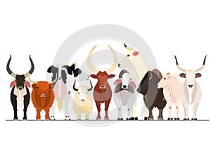 Various breeds of cattle group