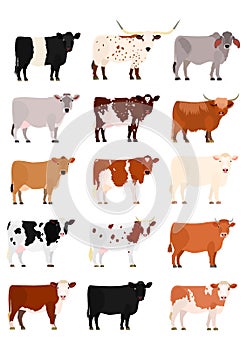 Various breeds of cows set photo