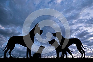 Various breeds of dogs at sunset