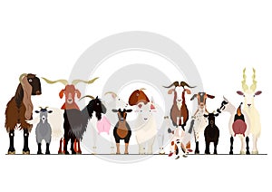 Various breeds of goat group photo