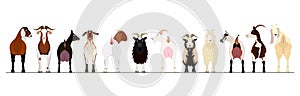 Various breeds of goats border photo