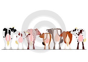 Various breeds of milk cows border photo