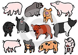 Various breeds of pigs hand drawn