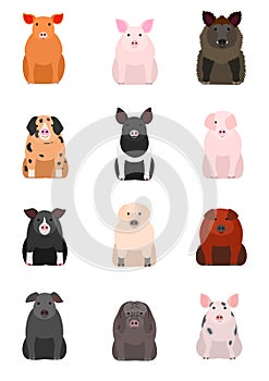 Various breeds of pigs on white