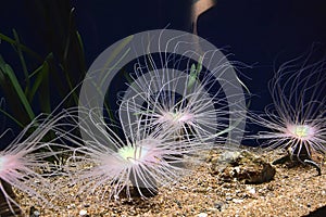 Various brightly colored anemones, nice