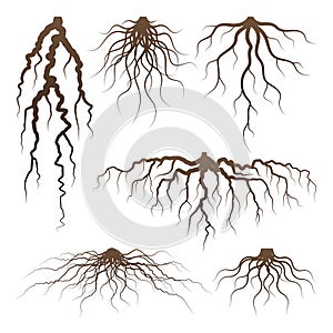 Various brown tree or shrub roots. Parts of plant, root system with tree stump. Dendrology, study of woody plants