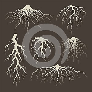 Various brown tree or shrub roots. Parts of plant, root system with tree stump. Dendrology, study of woody plants