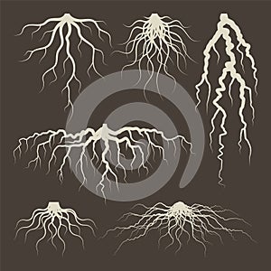 Various brown tree or shrub roots. Parts of plant, root system with tree stump. Dendrology, study of woody plants